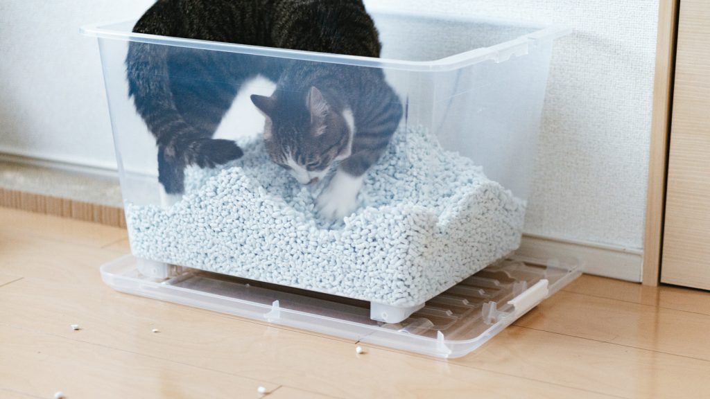 多頭飼いにおすすめ 使いやすく大型猫用トイレ５選 猫との豊かな暮らし